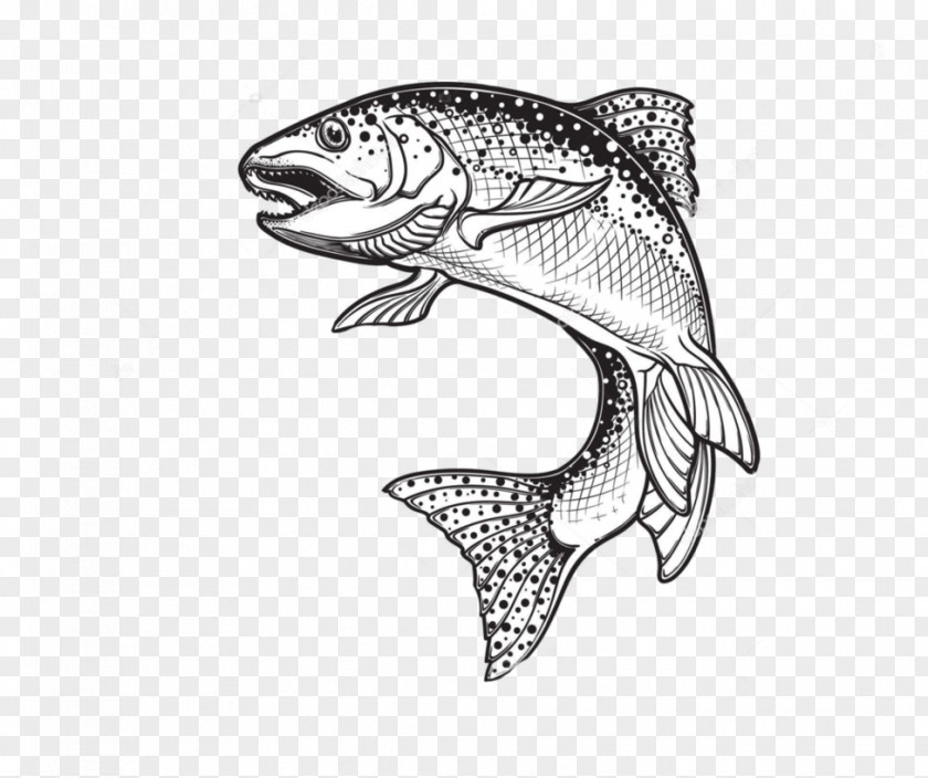 Fish Rainbow Trout Drawing Sketch Vector Graphics Illustration PNG