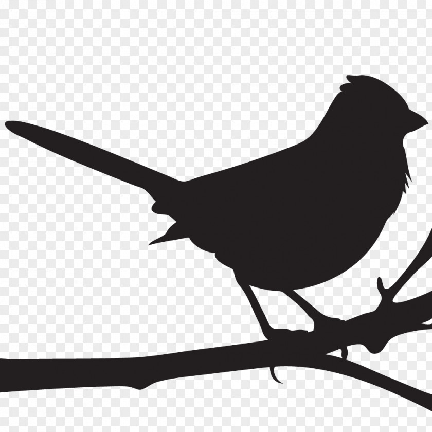 Mockingbird Cornell Lab Of Ornithology Spotted Towhee All About Birds PNG