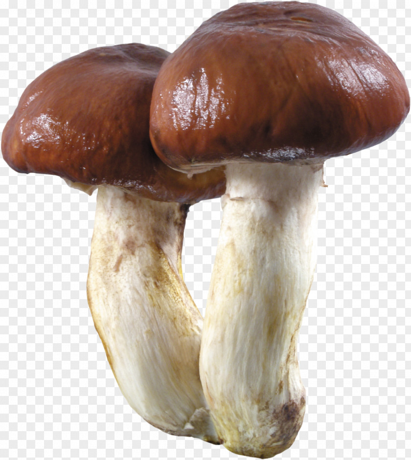 Mushroom Boletus Edulis Edible Aereus Fungus PNG