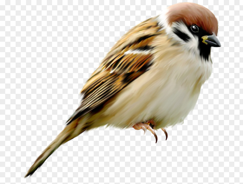 Real Toast House Sparrow Bird Clip Art PNG