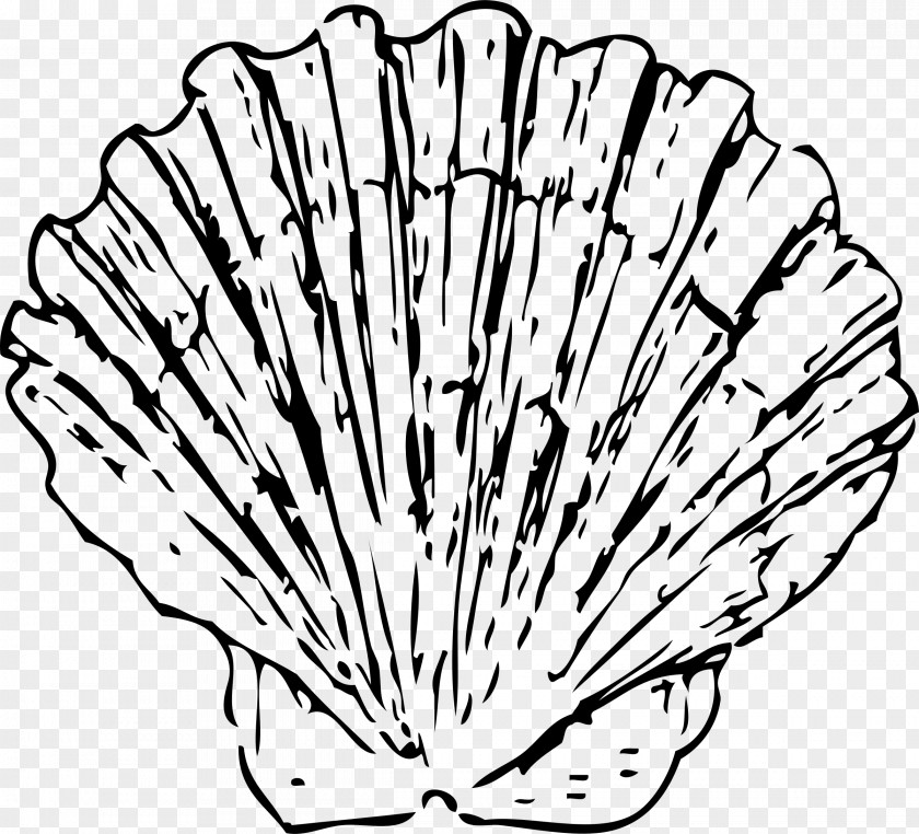 Seashell Drawing Conch Clip Art PNG