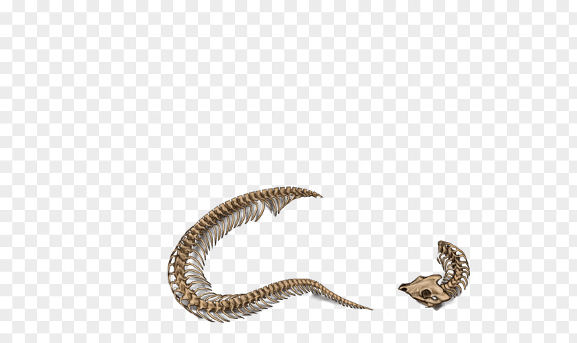 Snake Skeleton Rattlesnake Skull PNG