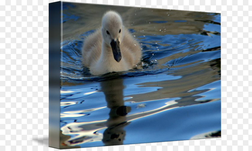 Ugly Duckling Cygnini The Gallery Wrap Canvas PNG