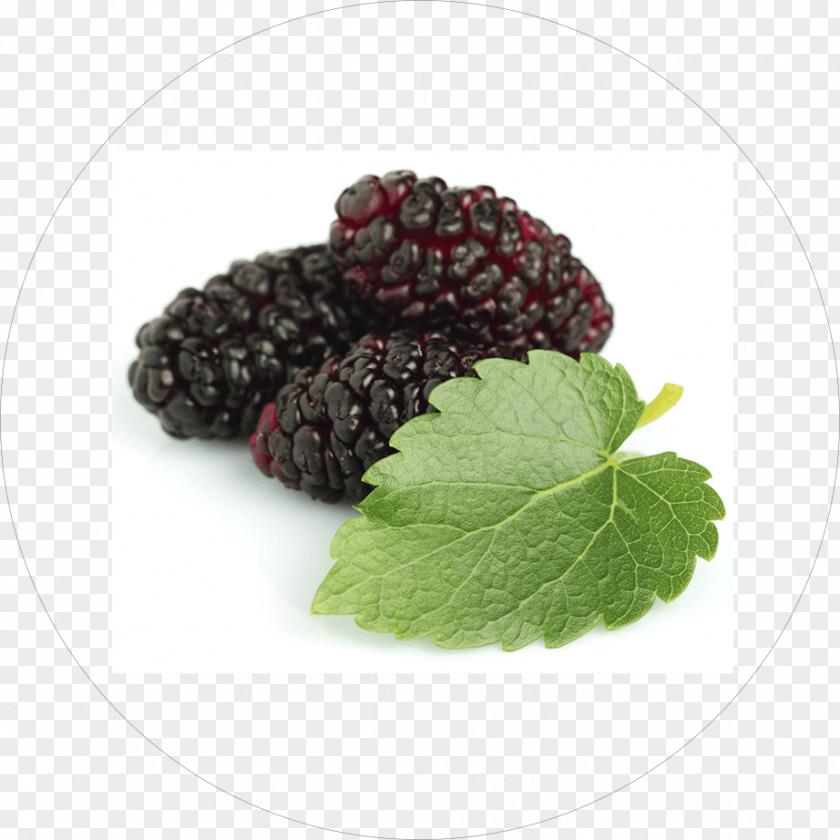 Mulberry Tea Black White Extract Herb PNG