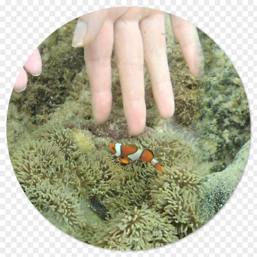 Snorkle Organism PNG