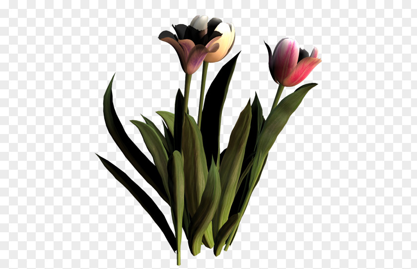 Tulip Floristry Cut Flowers Petal Plant Stem PNG