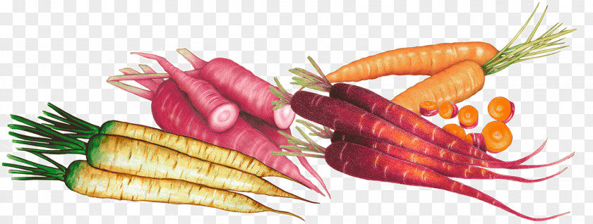 Carrot Natural Foods Vegetarian Cuisine Local Food PNG