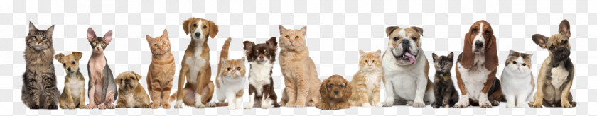 Cat Dog Pet Sitting Kitten Veterinarian PNG