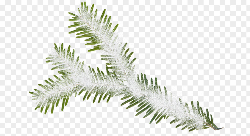 Christmas Fir Tree New Year Clip Art PNG