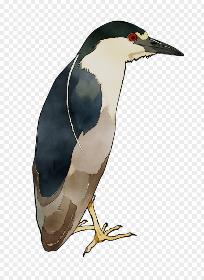 Flightless Bird Beak Fauna Neck PNG