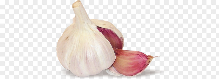 Garlic PNG clipart PNG
