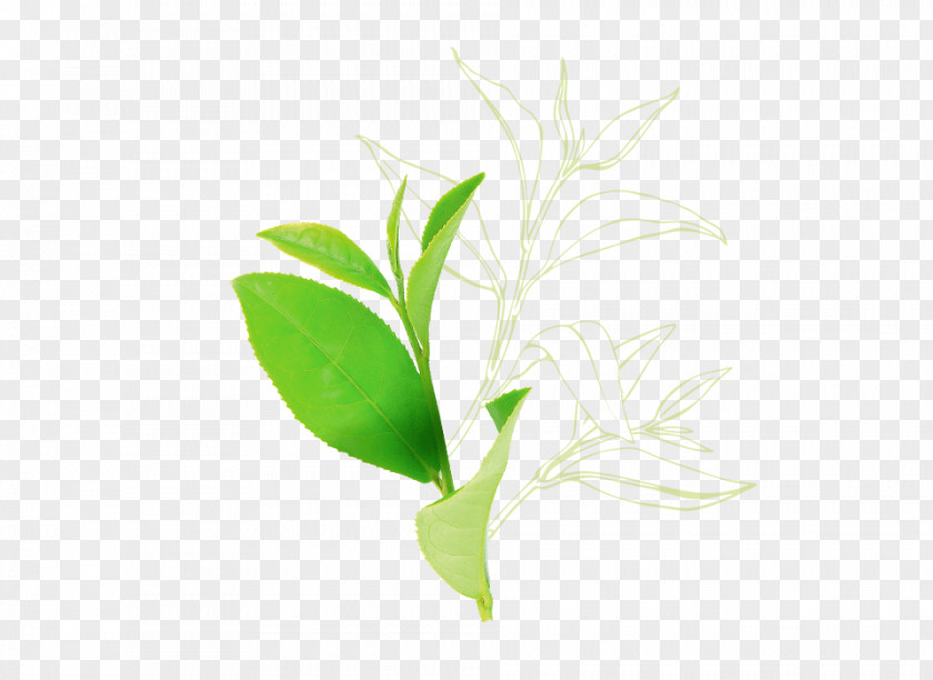 Leaf Tea Plant Seed Oil Stem Herb PNG