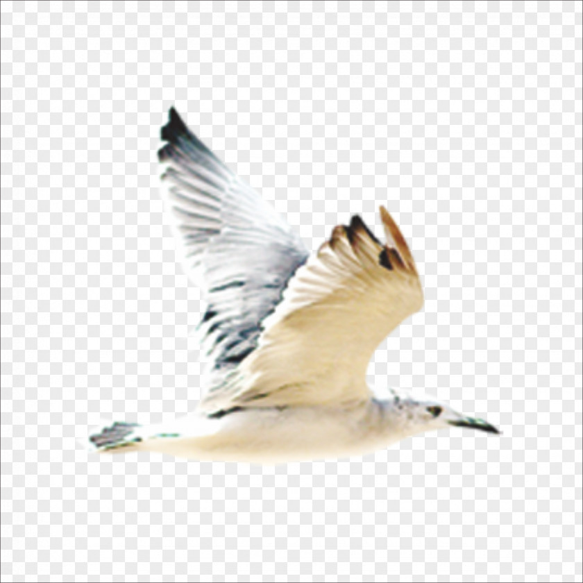 Bird Gulls Flight Beak PNG