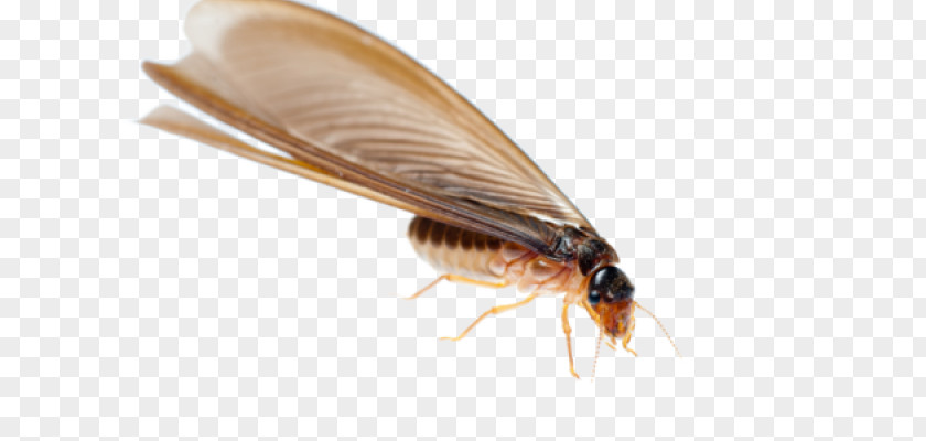 Cockroach Termite Ant Insect Nuptial Flight PNG