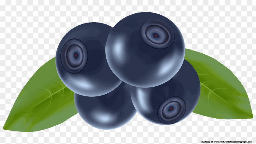 Blueberry Fruit Auglis Clip Art PNG