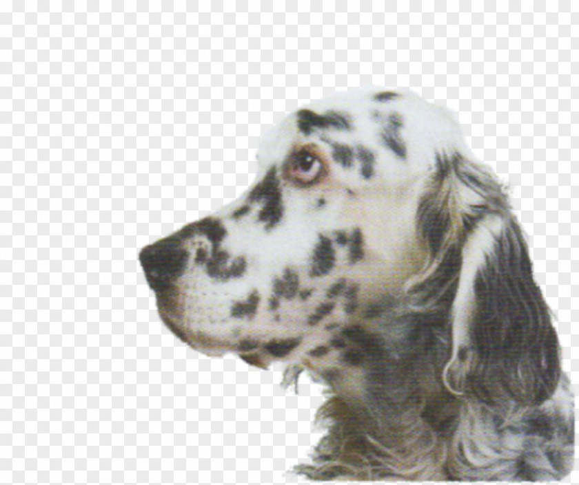 English Setter Russian Spaniel Dog Breed Companion PNG