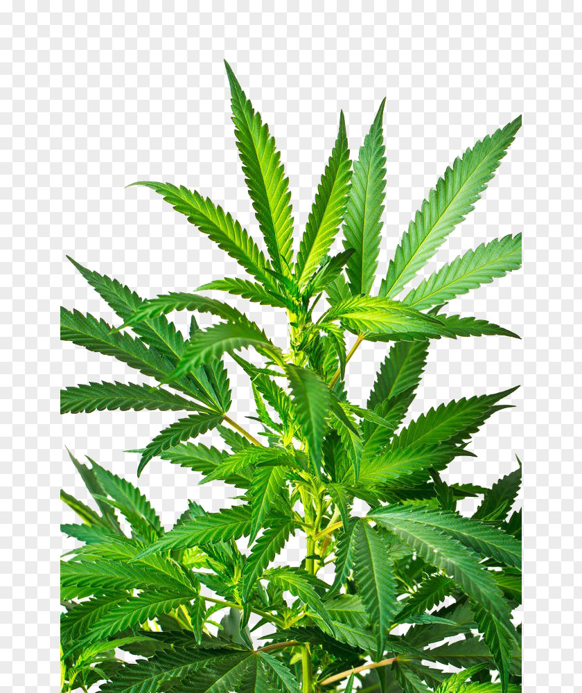 Indian Cannabis Close-up Sativa Marijuana Stock Photography PNG