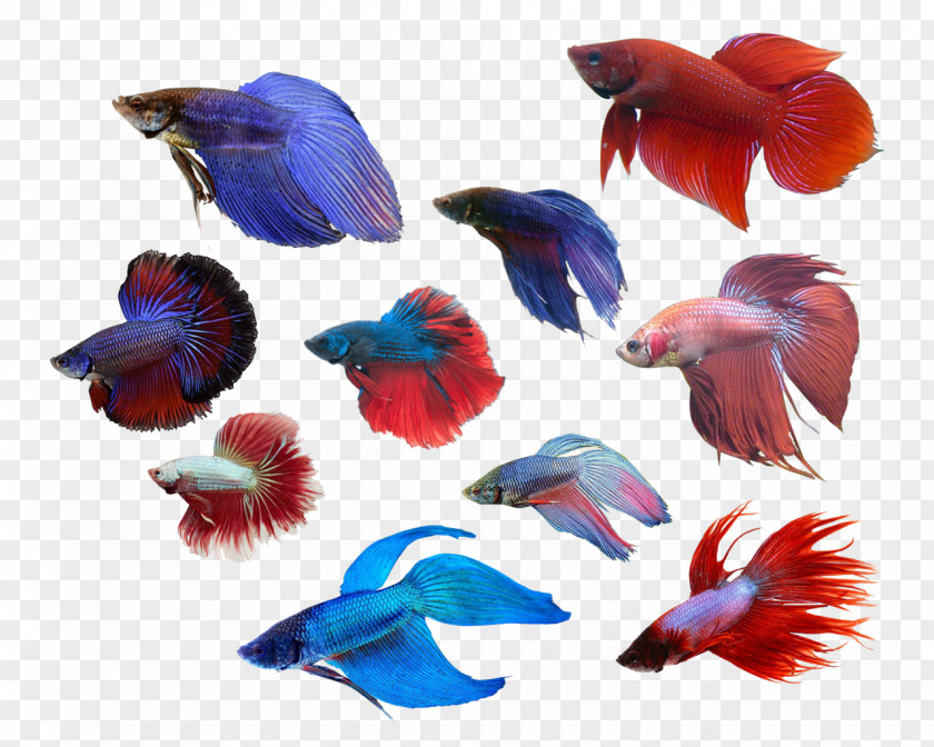 Seabed Animals Siamese Fighting Fish Cobalt Blue Anatomy PNG