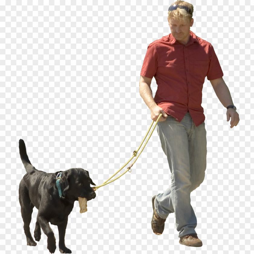 Dogs Dog Walking Pet Sitting Puppy Shock Collar PNG