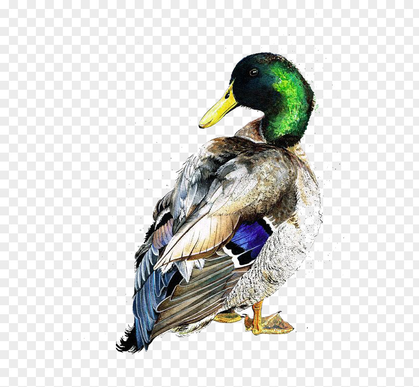 Mallard Child American Pekin Duck Bird Watercolor Painting PNG