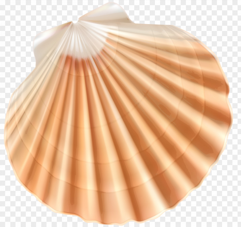 Sea Shell Clipart Image Seashell Clam Clip Art PNG