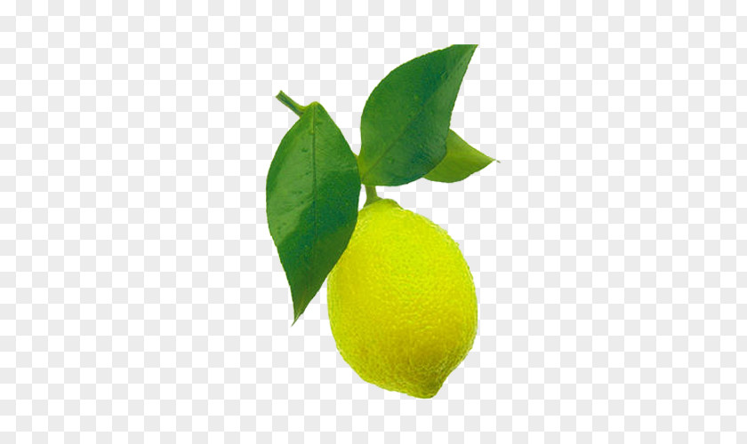 A Picture Of Lemon And Leaf Sweet Persian Lime Key PNG