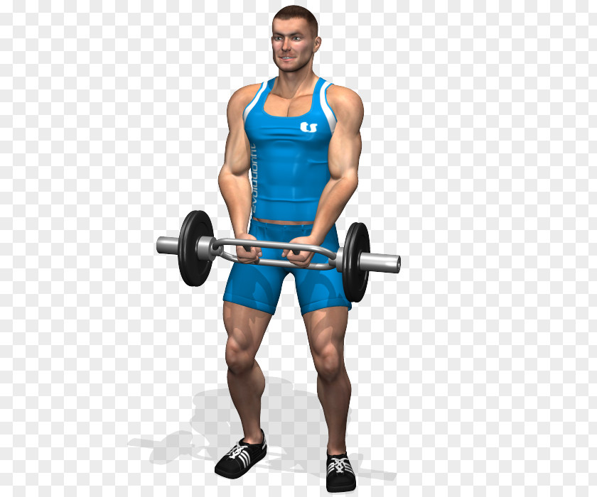 Biceps Curl Weight Training Arm Shoulder PNG