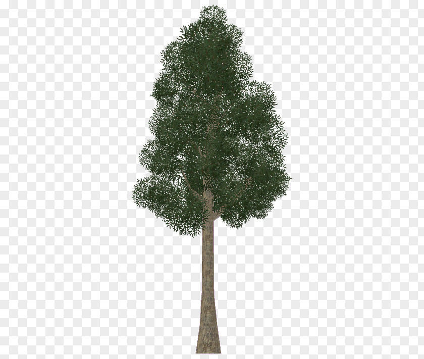 Eucalyptus Zoo Tycoon 2 Jarrah Tree Plant Wiki PNG