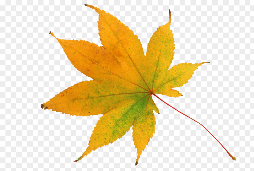 Leaf Autumn Color Image Yellow Clip Art PNG