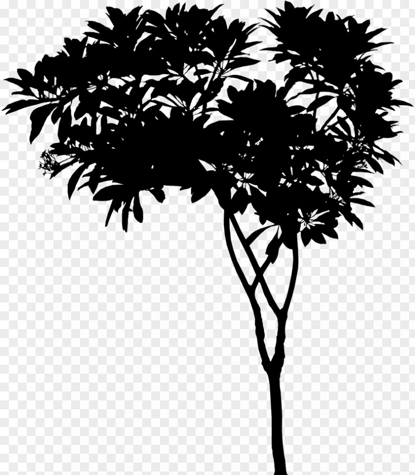 Asian Palmyra Palm Trees Leaf Plant Stem Twig PNG