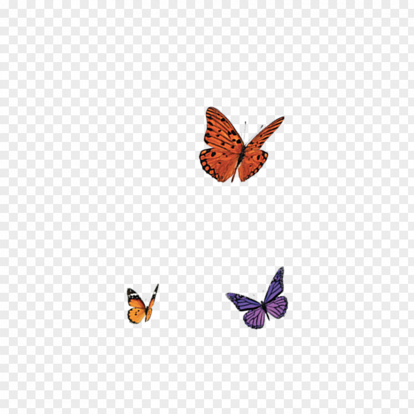 Butterfly Nymphalidae PNG