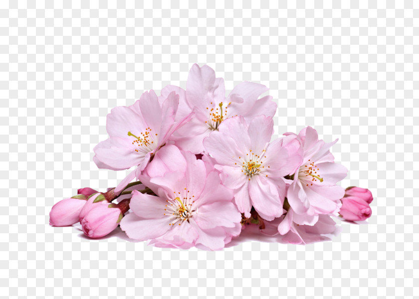 Cherry Blossom Sakura Flower Stock Photography PNG