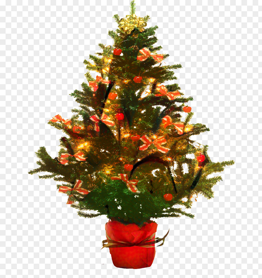 Christmas Tree Day Fir PNG