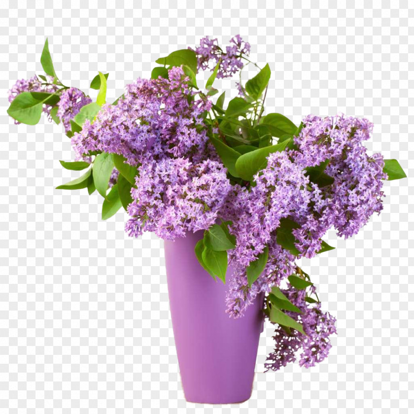 Lilac Common Summer Flower Shrub PNG