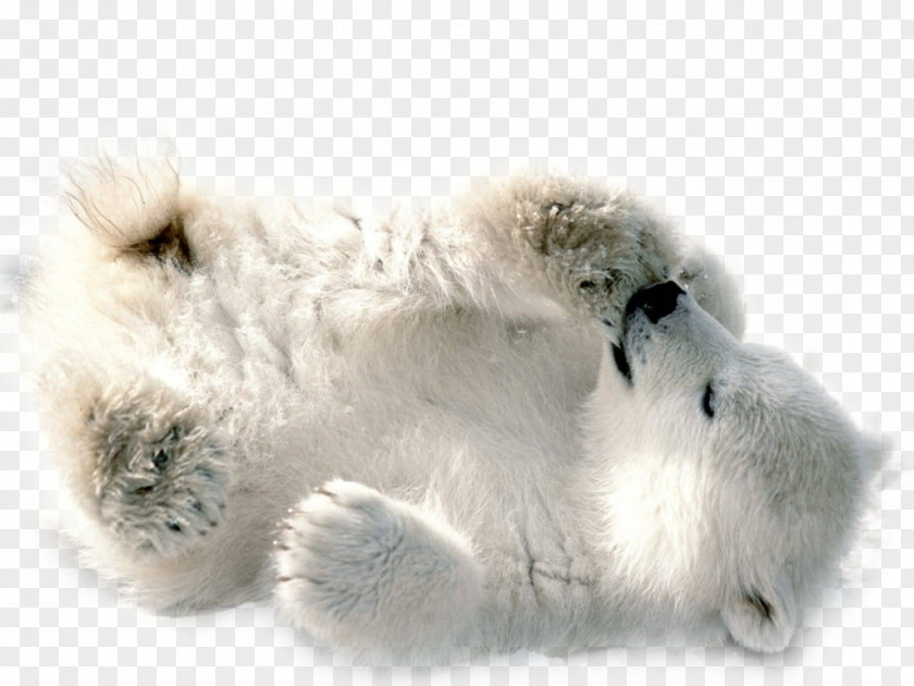 Polar Bear Transparent Image Clip Art PNG
