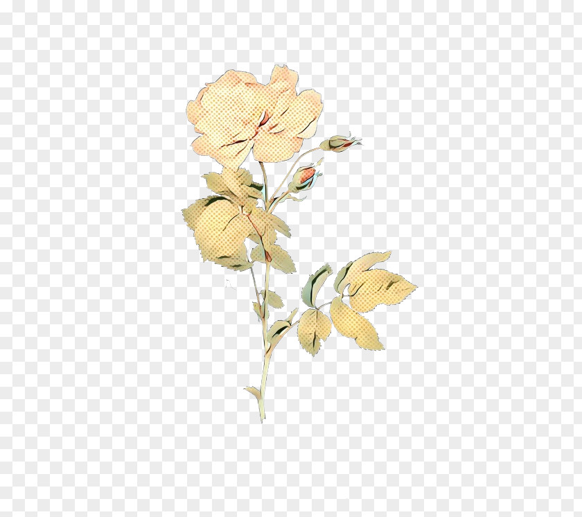 Rose Family Cut Flowers Floral Design Plant Stem PNG