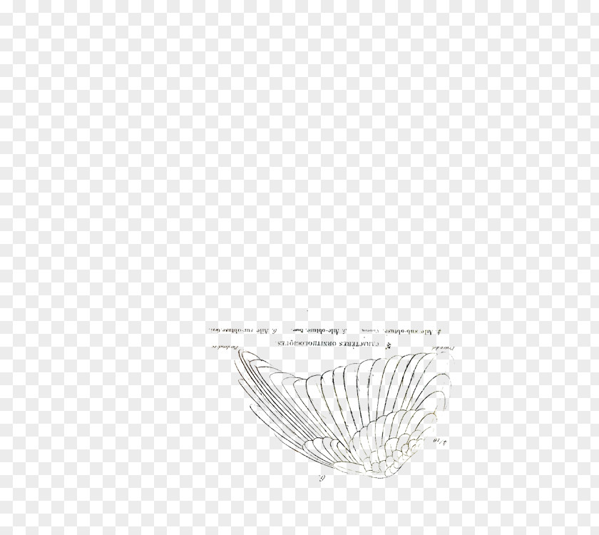 Feather White Drawing /m/02csf Font PNG