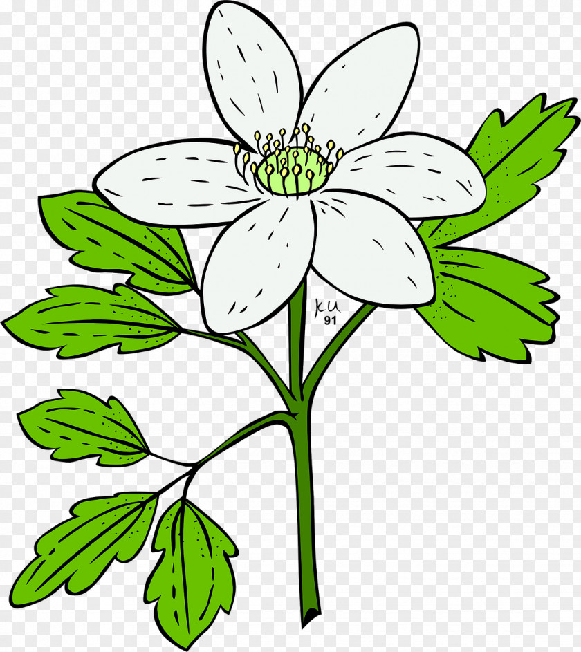 Flower Clip Art Openclipart Anemone Plants PNG