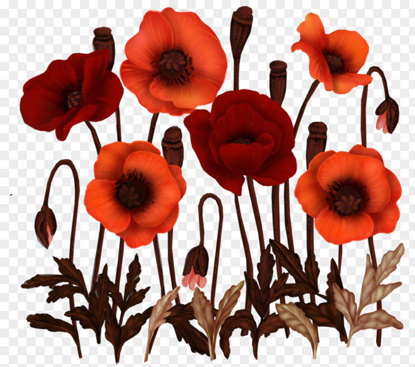 Anemone Flower Opium Poppy Common PNG