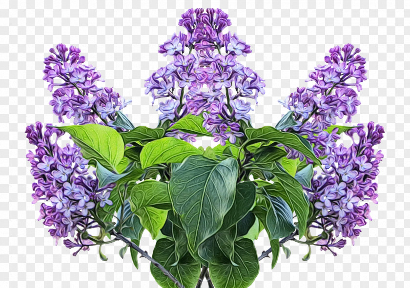 Buddleia Violet Lavender PNG