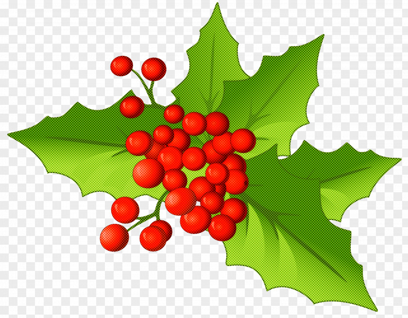 Grape Leaves Hollyleaf Cherry Holly PNG