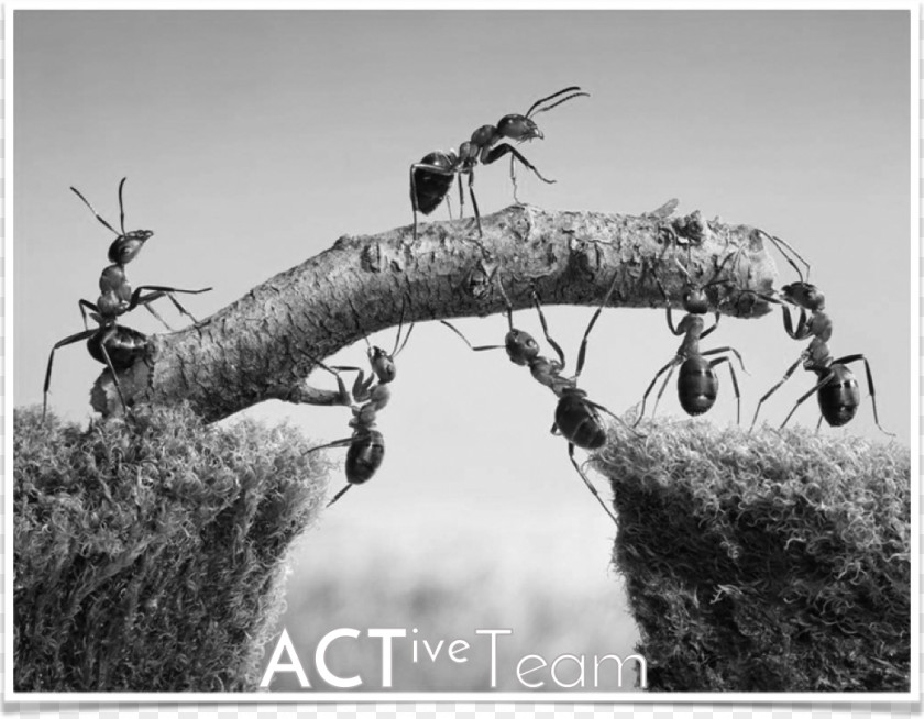 Ants Leadership Organization Management Teamwork Motivation PNG