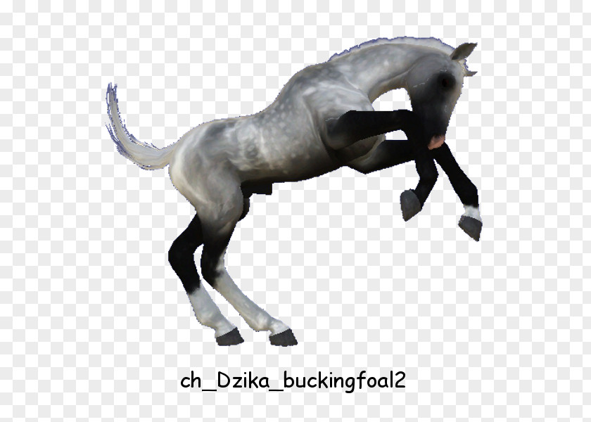 Bucking Horse Mane Stallion Mare Mustang Halter PNG