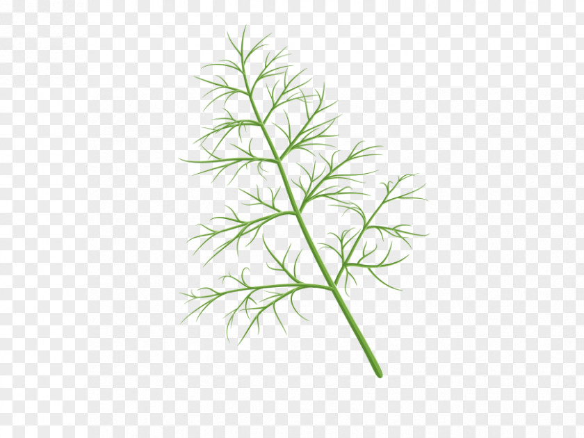 Dill Transparency And Translucency Herb Vector Graphics Illustration Image PNG