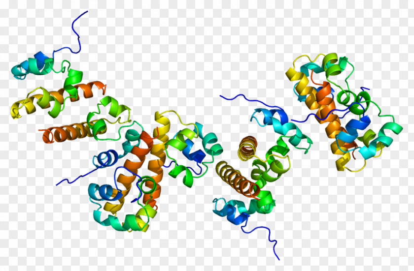 EPH Receptor B2 Ephrin Protein PNG