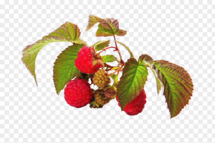 Plant West Indian Raspberry Loganberry Flower PNG