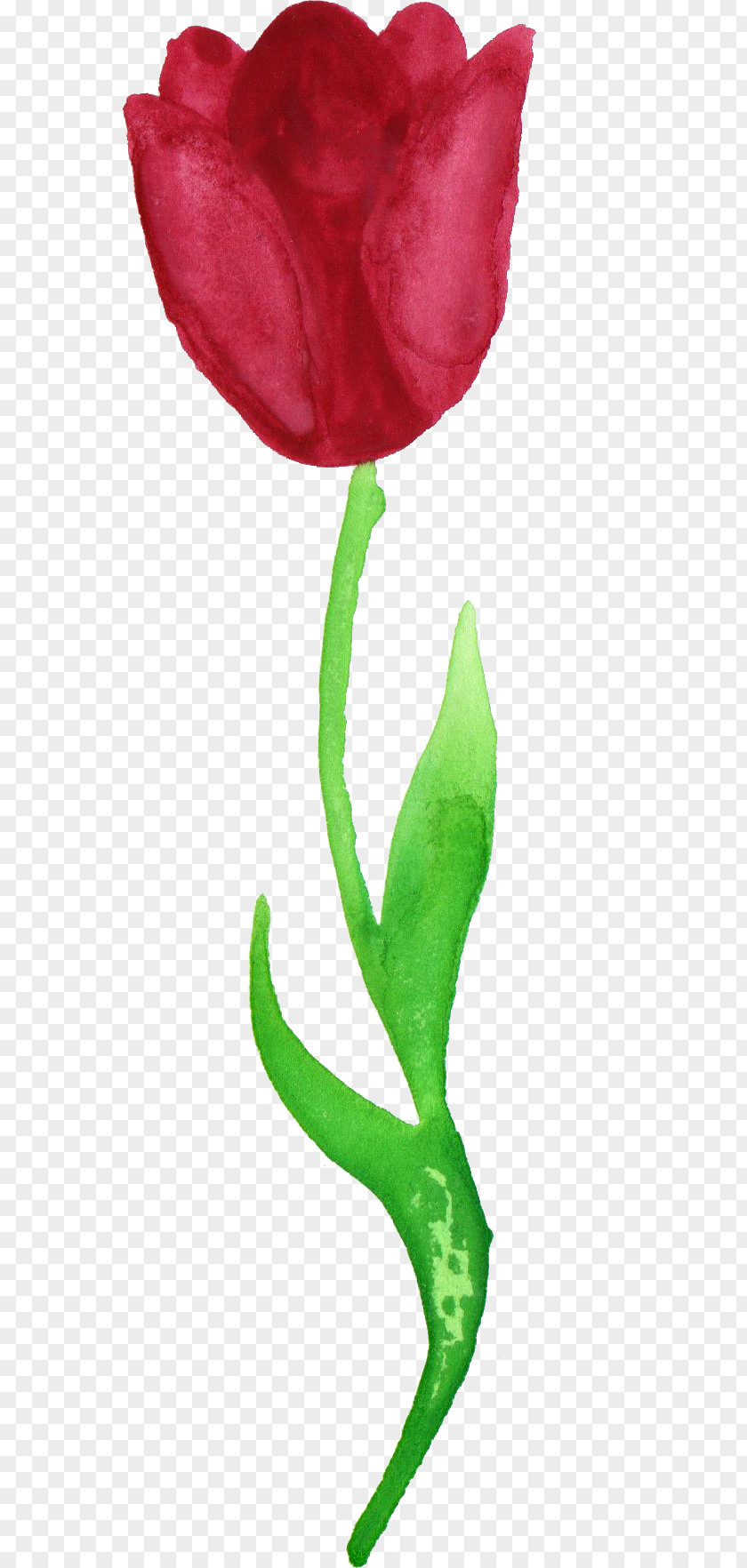 Tulips Tulip Cut Flowers Watercolor Painting PNG