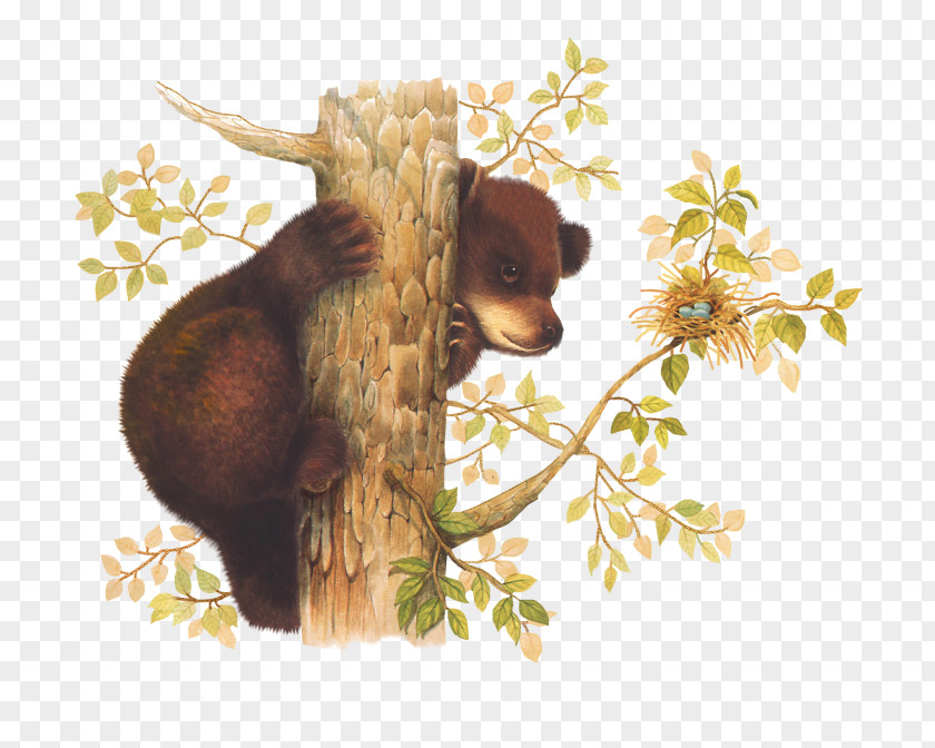 Bear Brown PaintShop Pro Mammal PNG