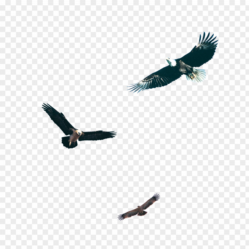 Black Eagle Pictures Bird Hawk Download PNG