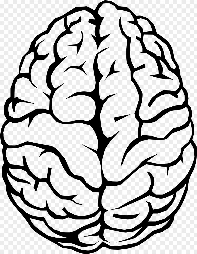 Brain Human Drawing Clip Art PNG